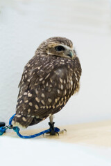 アナホリフクロウ