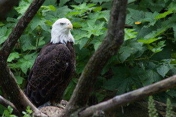 Bald Eagle outdoors in the sunlight