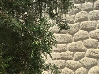 Pinheiro em frente ao muro de pedras brancas 2