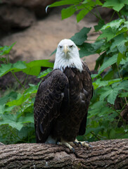 Bald Eagle outdoors in the sunlight