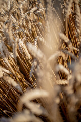 Fototapeta premium Gold Wheat Field. Beautiful Nature Sunset Landscape. Background of ripening ears of meadow wheat field. Concept of great harvest and productive seed industry