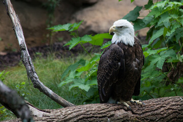 Bald Eagle Perched on the ground