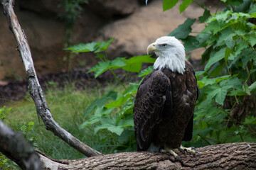 Bald Eagle outdoors in the sunlight