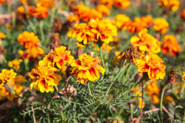 Close up of beautiful Marigold flowers (Tagetes erecta)