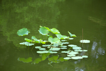 庭園池の蓮の葉