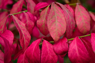 2020-10-27 RED LEAVES OF A BURNING BUSH OR SPINDLE TREE
