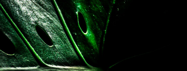 Dark picture of monstera's leaf. Dark background with copy space.