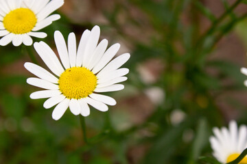 background with beautiful daisies
in the garden