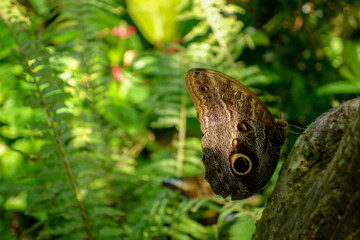 A close up of a butterfly that has landed on a branch, amidst the lush green nature at the butterfly conservatory in Key West, Florida.