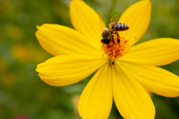 background with beautiful yellow flowers and bee in the garden