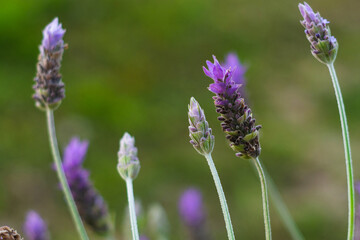 lavander