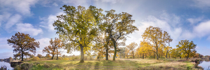 Beautiful autumn forest or park of oak grove with clumsy branches near river in gold autumn. hdri...