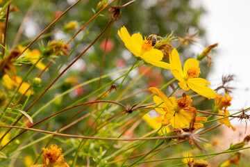 background with beautiful yellow flowers and bee in the garden