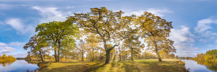 Beautiful autumn forest or park of oak grove with clumsy branches near river in gold autumn. hdri panorama with bright sun shining through the trees.