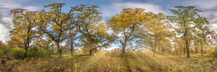 Beautiful autumn forest or park of oak grove with clumsy branches near river in gold autumn. hdri...
