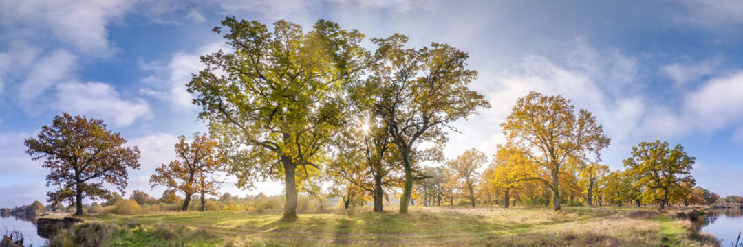 Beautiful autumn forest or park of oak grove with clumsy branches near river in gold autumn. hdri panorama with bright sun shining through the trees.