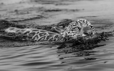 jaguar in water