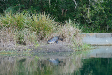Alligator is hiding in grass close to water