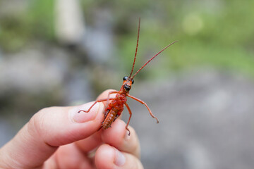 Saltamontes rojo sostenido por dedos humanos en ambiente natural.