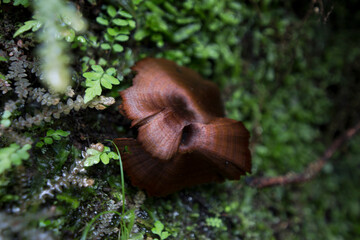 Obraz premium Hongo en zona húmeda del Chocó en Colombia. Flora silvestre en la selva