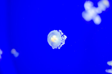 Jellyfish