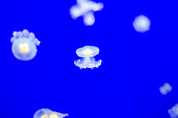 Jellyfish