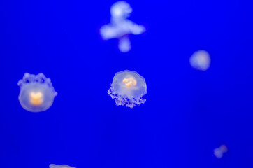Jellyfish