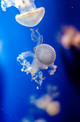 Jellyfish