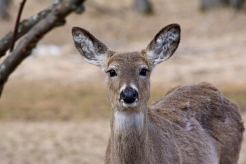 Doe-Eyed Doe