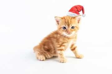 Cat baby tabby Kitten Cute Beautifu With christmas hat on white background