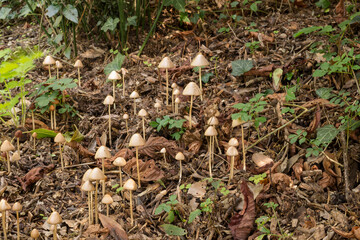 A group of the possibly, Bolbitius group of mushrooms of which there are around 54 known valid...