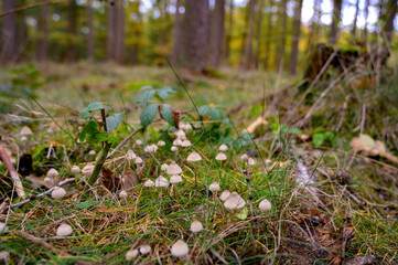 Waldpilze