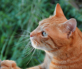 orange cat on the backgraund of green foliage