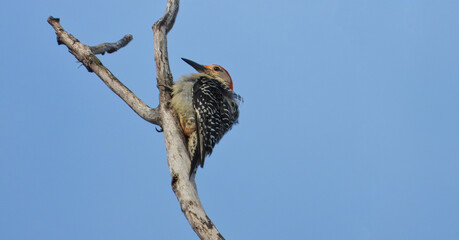 Red-Bellied Woodpecker Bird Scales Upwards on a Tree Branch into Bright Blue Sky and Fluffed Feathers on Back