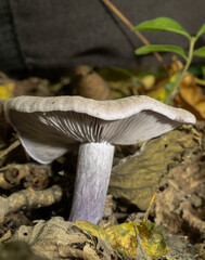 Fototapeta premium Side view of the blewit or clitocybe nuda showing gills and skirt-free stem. 