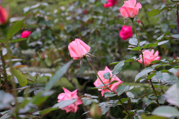 ピンク バラ ローズ 薔薇 ガーデン