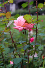 ガーデン ローズ 薔薇 バラ 