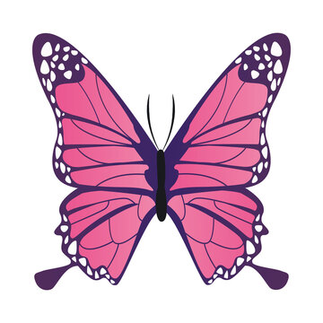 pink butterfly flying insect icon