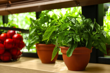 Green basil plant in pot on window sill indoors