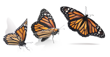 Collage with monarch butterfly flying up on white background. Banner design