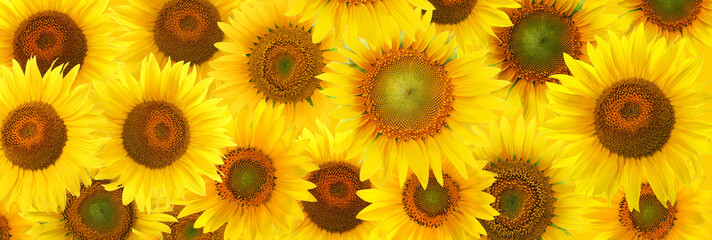 Fototapeta na wymiar Many bright sunflowers as background. Banner design