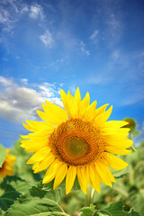 Beautiful sunflower in field under blue sky with clouds