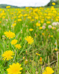 Fototapeta na wymiar Field full of dandelions and green grass, taraxacum officinale - the common dandelion view on meadow, rich in wildflower grassland in UK, pollination for environmental sustainability