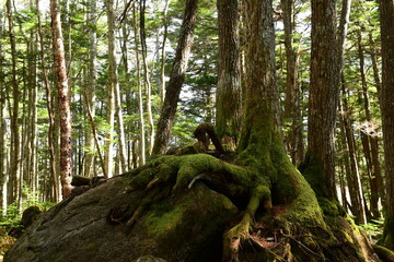 Fototapeta premium Moss covered trees in green forest