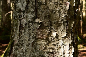 Closeup view of birch bark