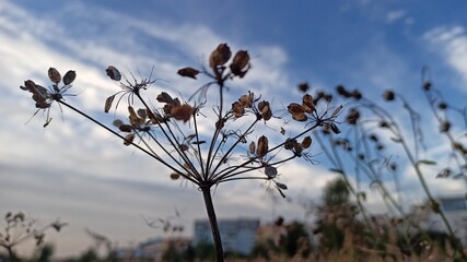 flowers against blue sky