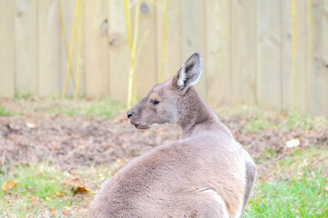 A kangaroo looks over its shoulder