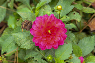 Dark pink dahlia flower