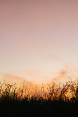 silhouette of grass on orange sky background in sunset