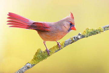 Northern Cardinal perching on a branch with a smooth background